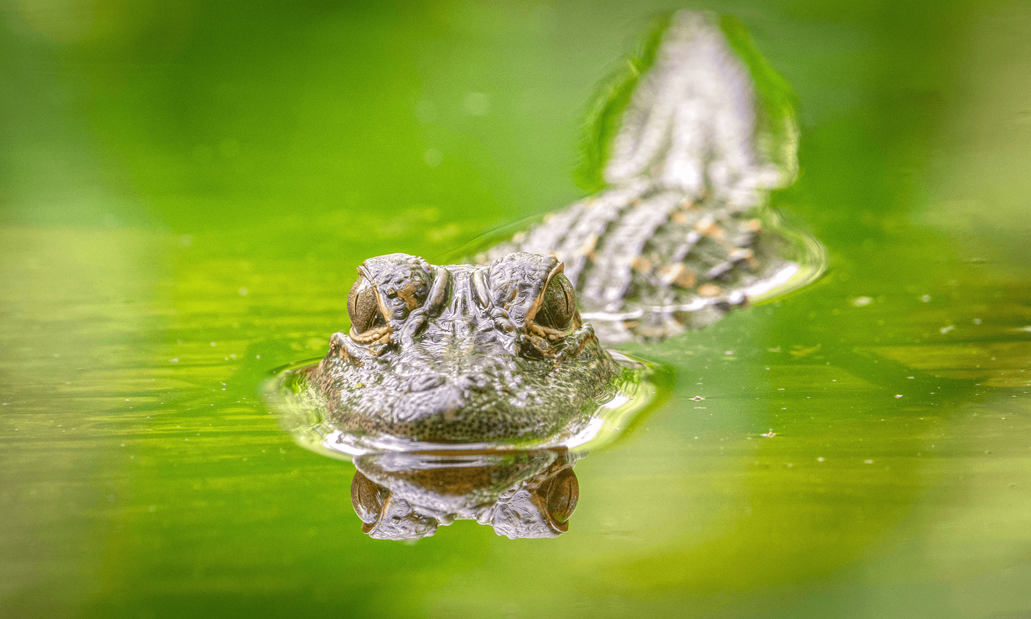 2 – Alligators