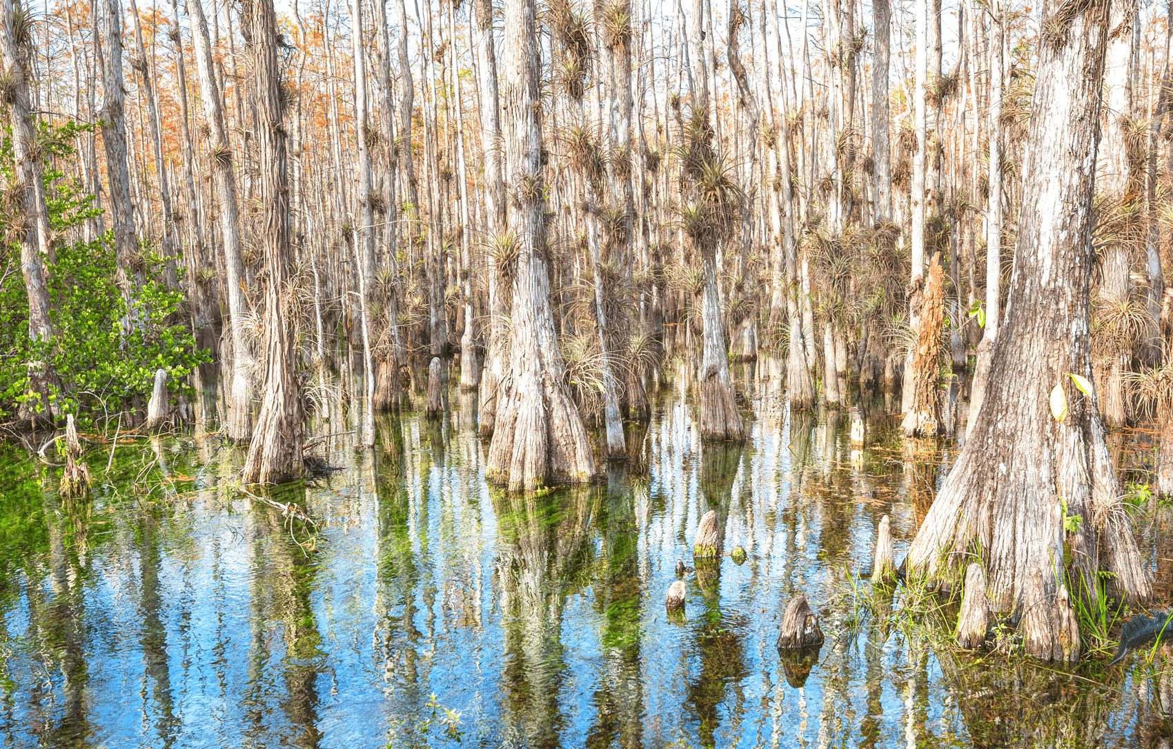 12 – Cypress Swamp