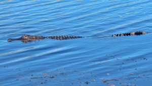 Arthur R. Marshall Loxahatchee National Wildlife Refuge | Friends of
