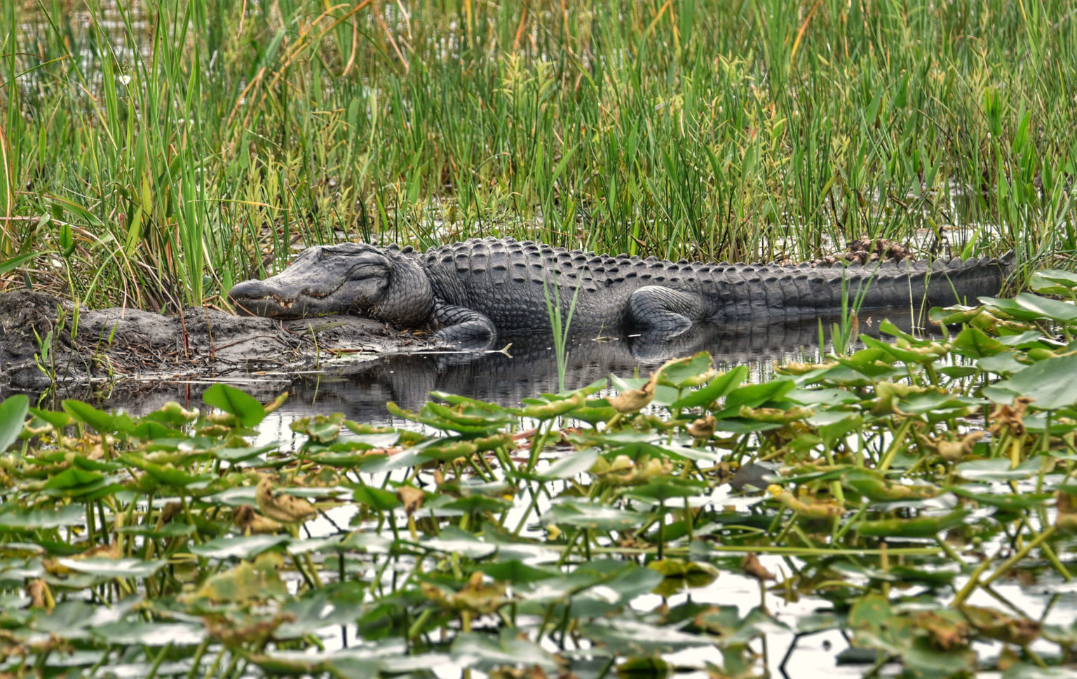 Arthur R. Marshall Loxahatchee National Wildlife Refuge | Friends of ...