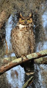 Arthur R. Marshall Loxahatchee National Wildlife Refuge | Friends of