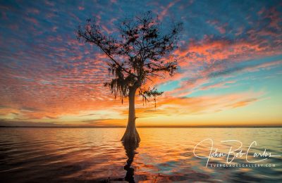 JohnBob Tree in Water